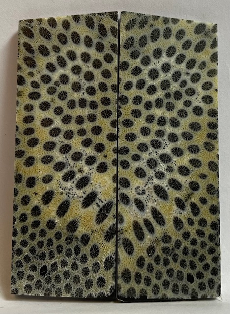 FOSSIL CORAL SCALES            3-1/16 X 1-1/8 X 1/8