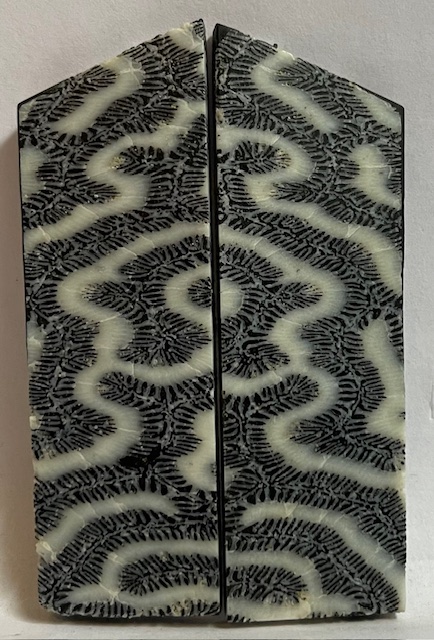 FOSSIL CORAL SCALES            2-3/4 tapers X 15/16 X 5/32
