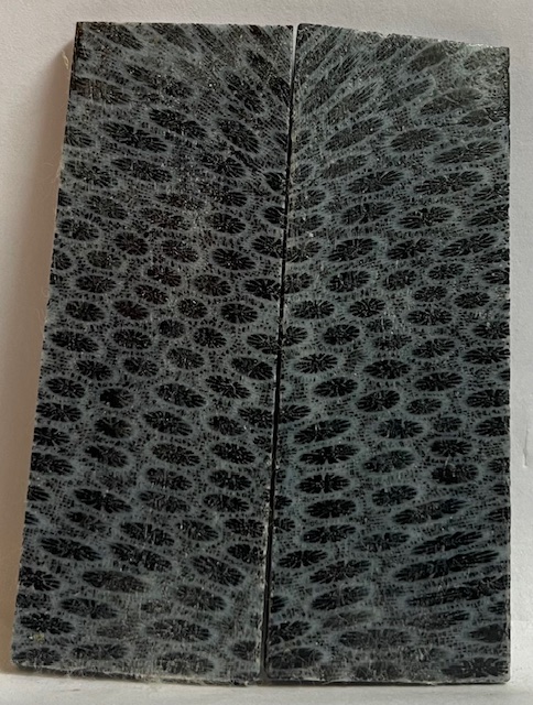FOSSIL CORAL SCALES           3-3/16 X 1-1/8 X 1/8