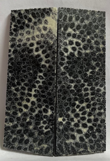 FOSSIL CORAL SCALES              3-3/4 X 1-1/4 X 1/8