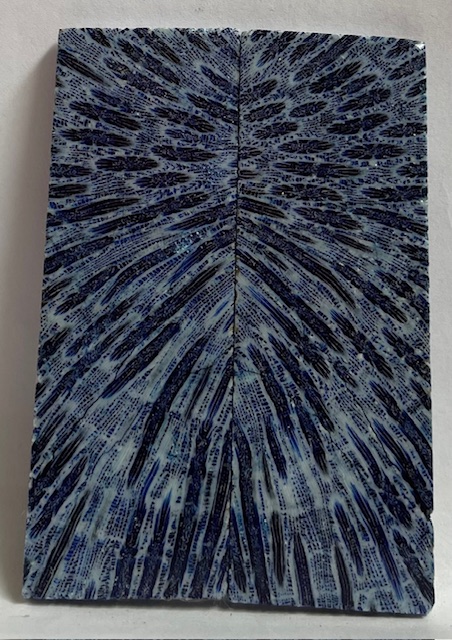 FOSSIL CORAL SCALES              3-1/2 X 1-1/8 X 1/8 