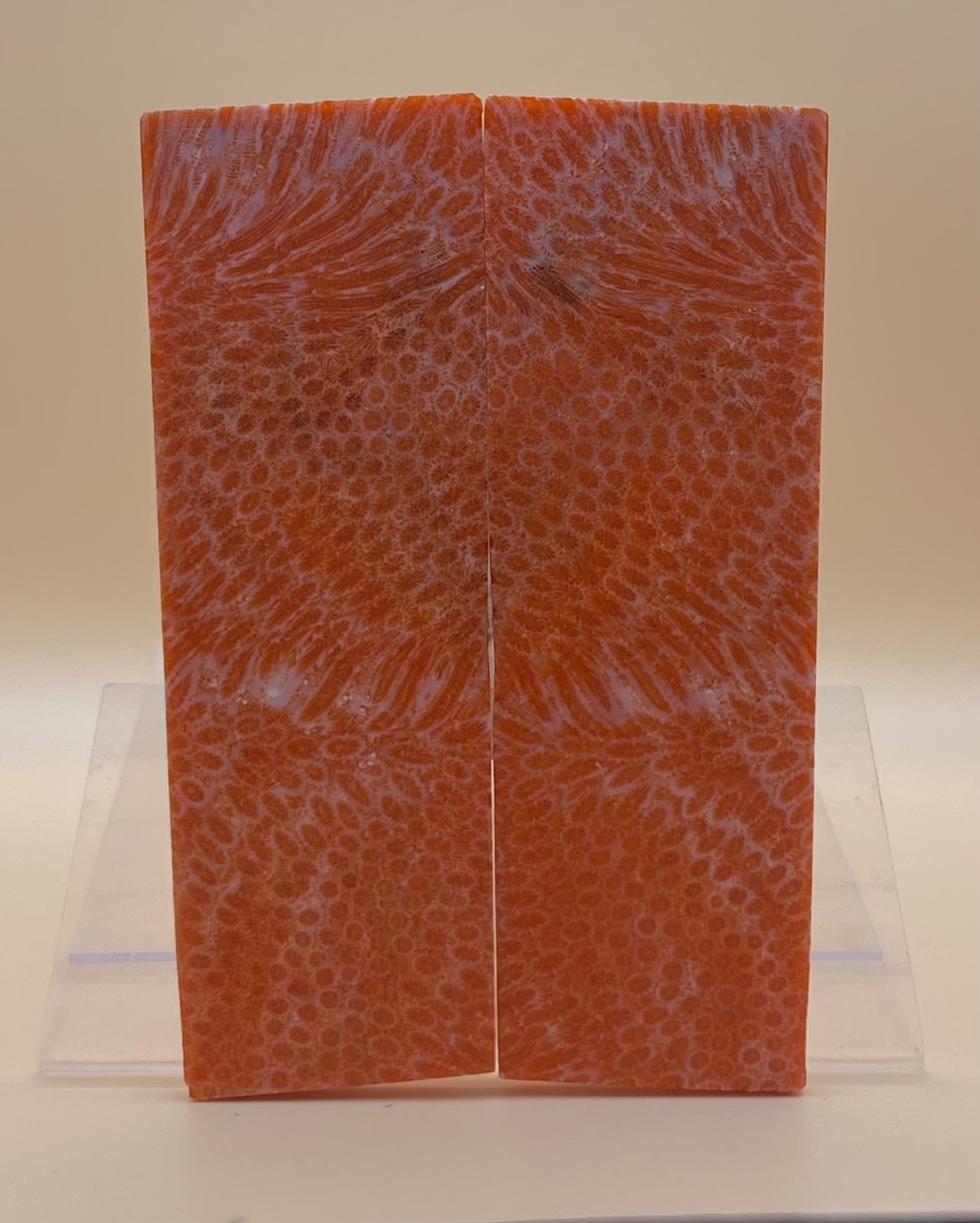 FOSSIL CORAL SCALES               5-1/2 X 1-3/4 to 1-7/8 X 7/32