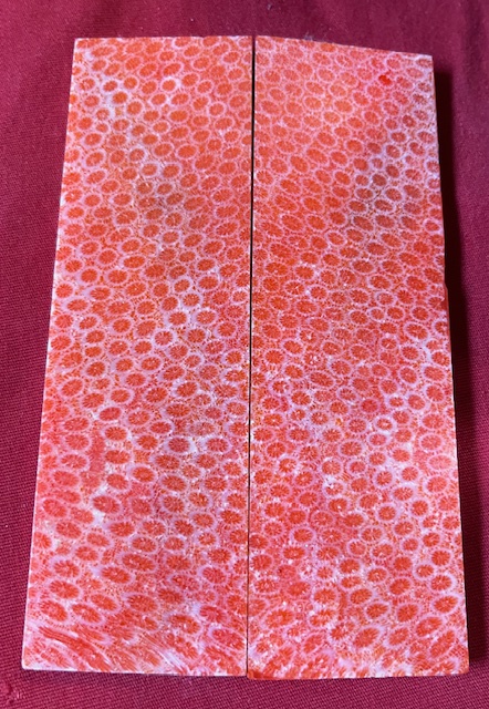 FOSSIL CORAL SCALES              4-3/4 X 1-7/16 X 5/32