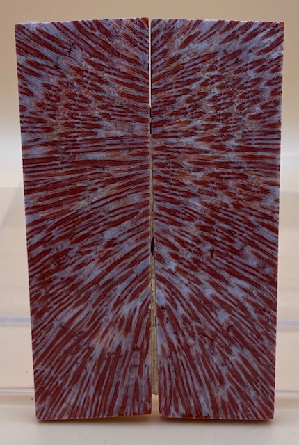 FOSSIL CORAL SCALES             3-15/16 X 1-3/16 X 5/32