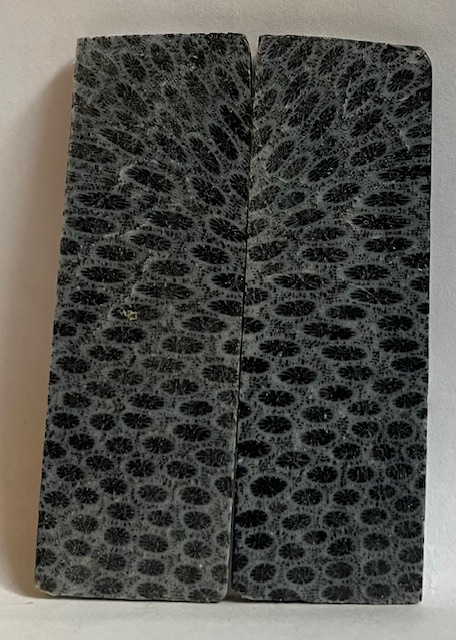 FOSSIL CORAL SCALES             3-3/16 X 1-1/16 X 1/8