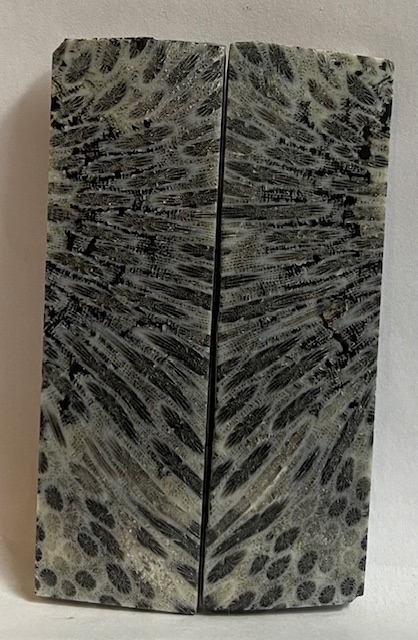 FOSSIL CORAL SCALES             3-3/8 X 1 X 1/8