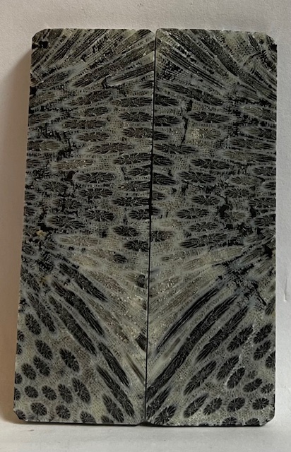 FOSSIL CORAL SCALES             3-3/8 X 1-1/16 X 1/8