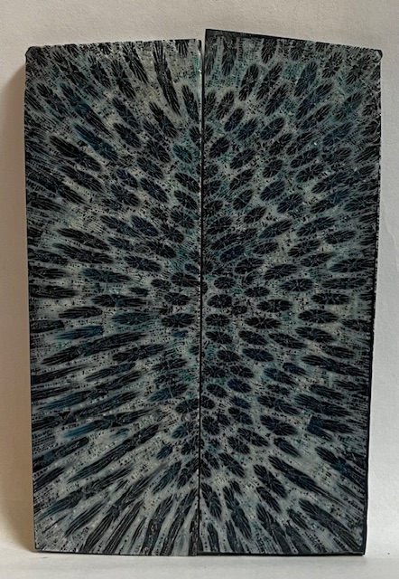 FOSSIL CORAL SCALES             3-11/16 X 1-3/16 X 1/8