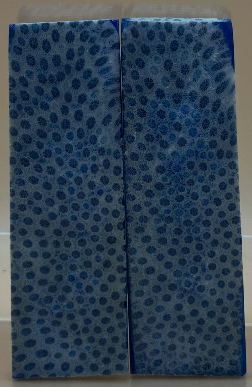 FOSSIL CORAL SCALES               4 X 1-3/16 X 5/32