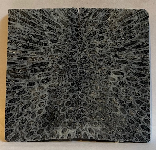 FOSSIL CORAL SCALES             3 X 1-5/8 X 1/4