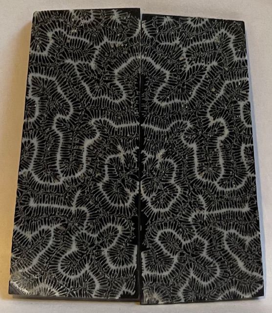 FOSSIL CORAL SCALES             3 X 1-3/16 X 1/8