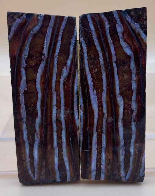 MAMMOTH TOOTH                   3-7/16 X 1-5/16 X 7/32