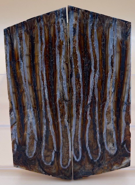 MAMMOTH TOOTH                   3 tapers X 1-3/16 X 1/8