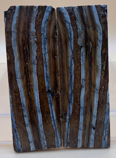 MAMMOTH TOOTH                   3-9/16 X 1-3/16 X 1/8