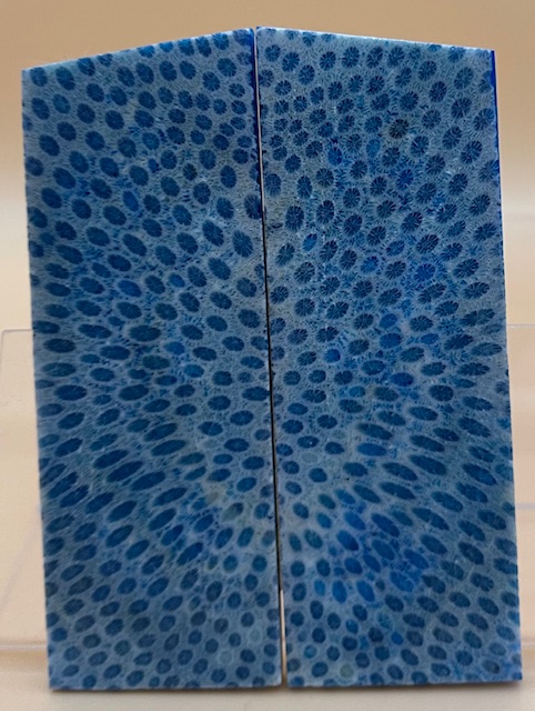 FOSSIL CORAL SCALES              3-7/8 X 1-3/8 X 5/32