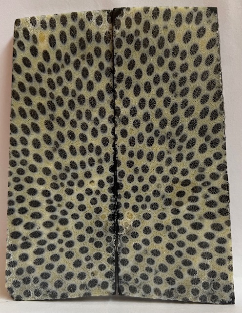 FOSSIL CORAL SCALES               3-7/8 X 1-3/8 X 3/16