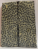 FOSSIL CORAL SCALES               3-7/8 X 1-3/8 X 3/16