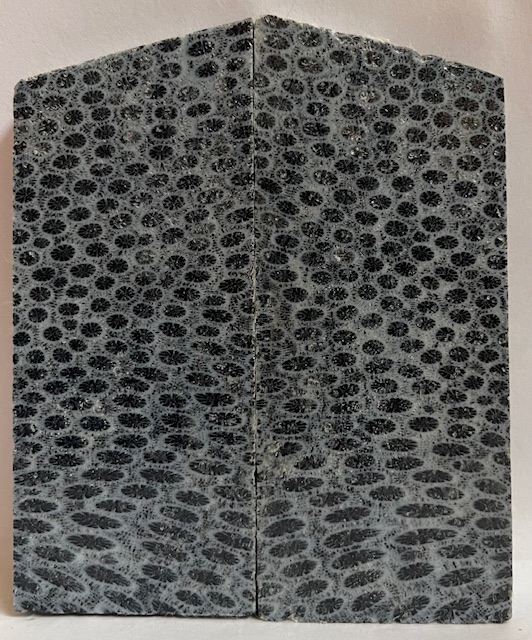 FOSSIL CORAL SCALES               3-9/16 tapers X 1-9/16 X 1/4