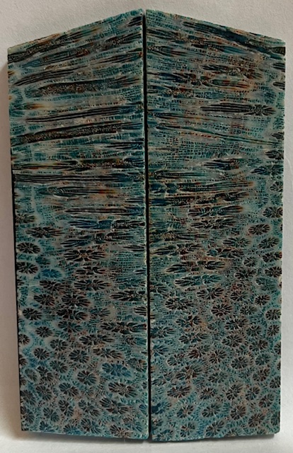 FOSSIL CORAL SCALES               3-1/8 tapers X 1-1/16 X 1/8