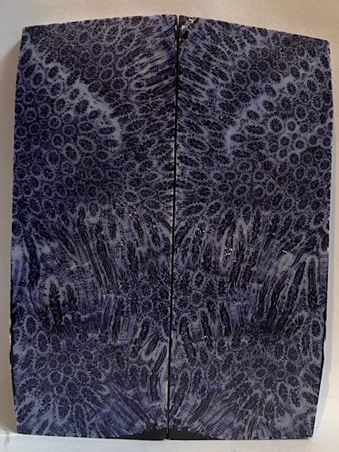 FOSSIL CORAL SCALES              4-1/4 tapers X 1-9/16 X 3/16