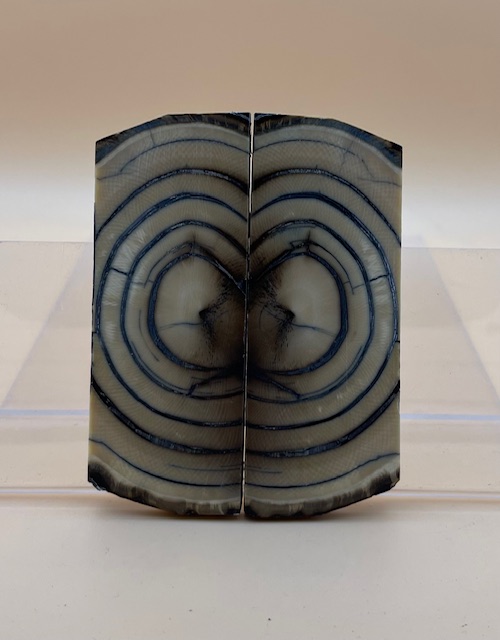 END GRAIN CUT MAMMOTH IVORY                2-7/8 tapers X 1-1/4 X 5/32