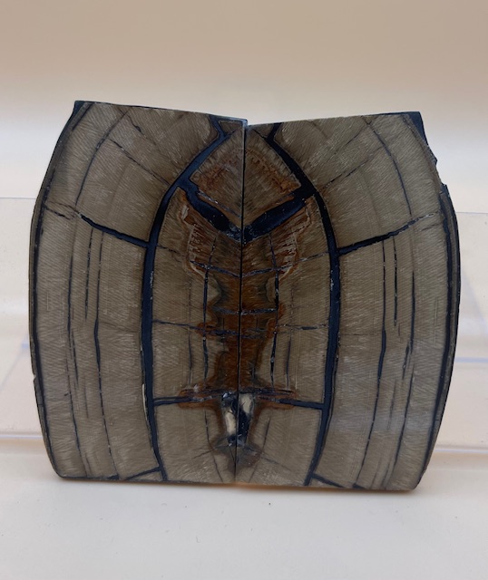 END GRAIN CUT MAMMOTH IVORY                 3 X 1-3/8 to 1-5/8 X 1/8