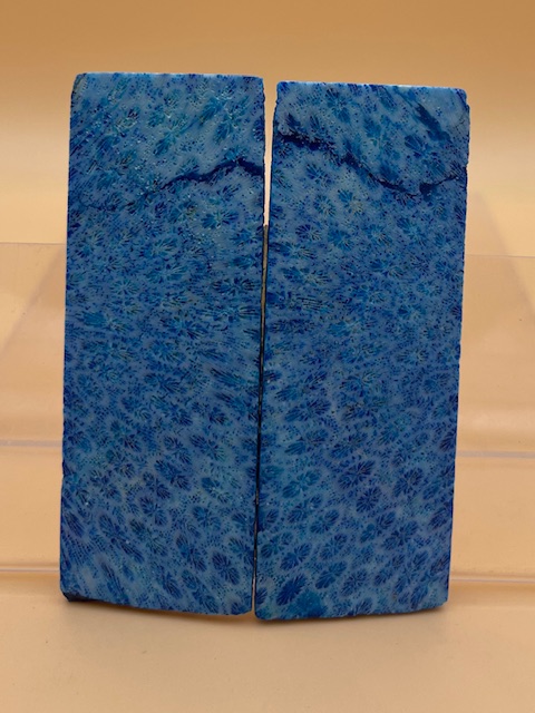 FOSSIL CORAL SCALES               3-1/4 X 1-3/16 X 1/16