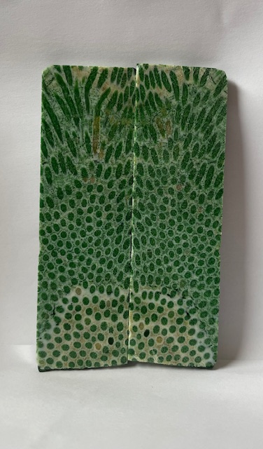 FOSSIL CORAL SCALES              4-7/8 X 1-1/2 X 3/16