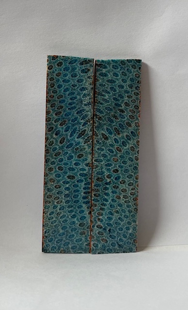 FOSSIL CORAL SCALES              3-15/16 X 15/16 X 1/16
