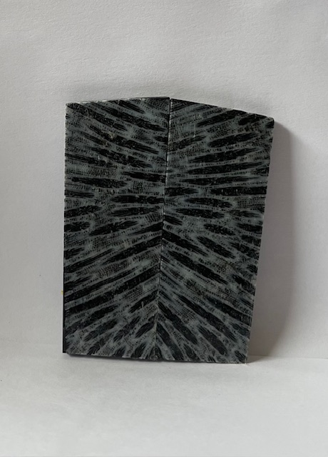 FOSSIL CORAL SCALES            2-3/4 X 1 X 1/8