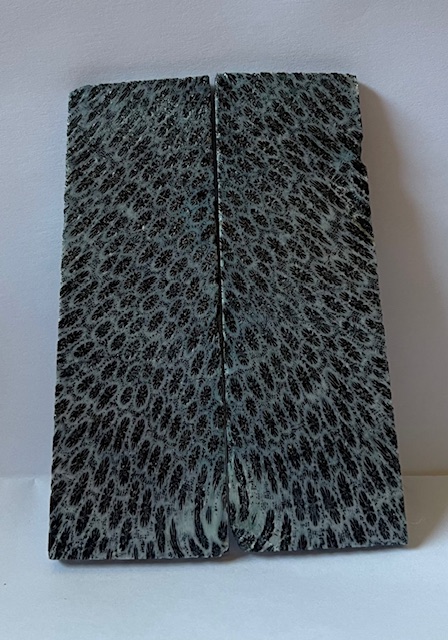 FOSSIL CORAL SCALES               3-13/16 X 1-3/16 X 1/8