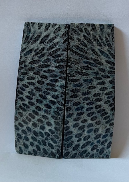 FOSSIL CORAL SCALES               3-1/4 X 1-1/8 X 1/8