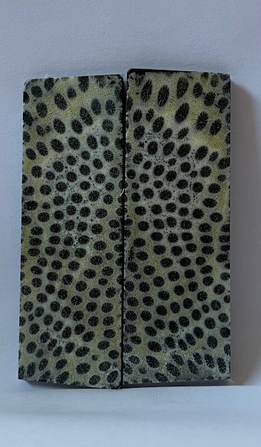 FOSSIL CORAL SCALES               3-1/8 X 1-1/16 X 1/8