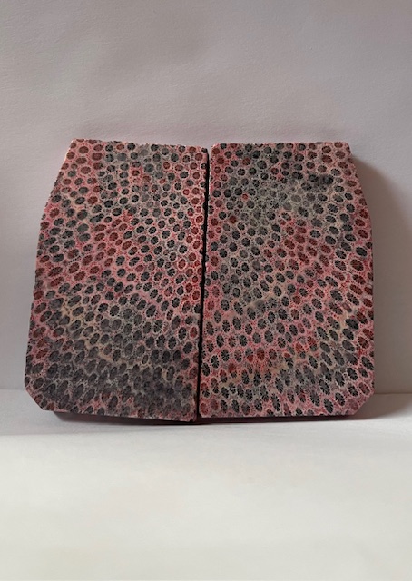 FOSSIL CORAL SCALES               3-1/8 X 1-11/16 X 1/4