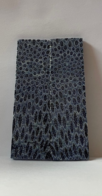 FOSSIL CORAL SCALES               3-7/16 X 1 X 1/8