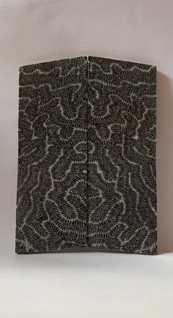 FOSSIL CORAL SCALES               4-1/4 tapers X 1-9/16 X 5/32