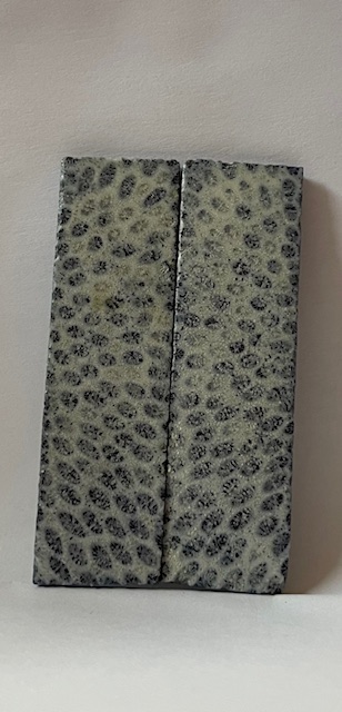 FOSSIL CORAL SCALES               3-1/4 X 15/16 X 1/8
