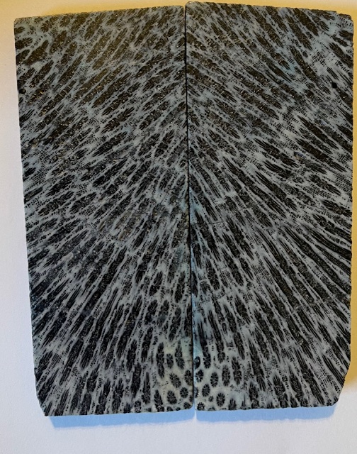 FOSSIL CORAL SCALES               3-7/8 X 1-9/16 X 3/16