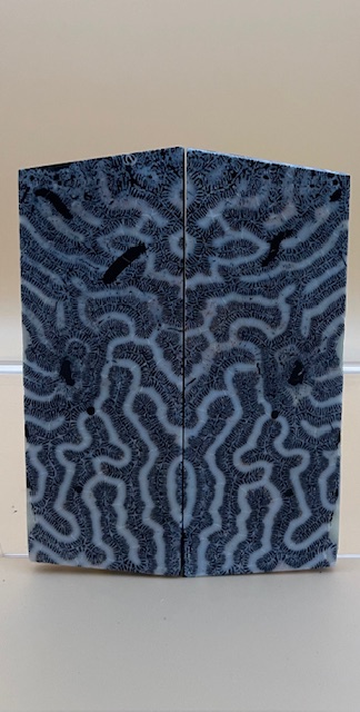 FOSSIL CORAL SCALES              4-1/8 X 1-5/8 X 3/16