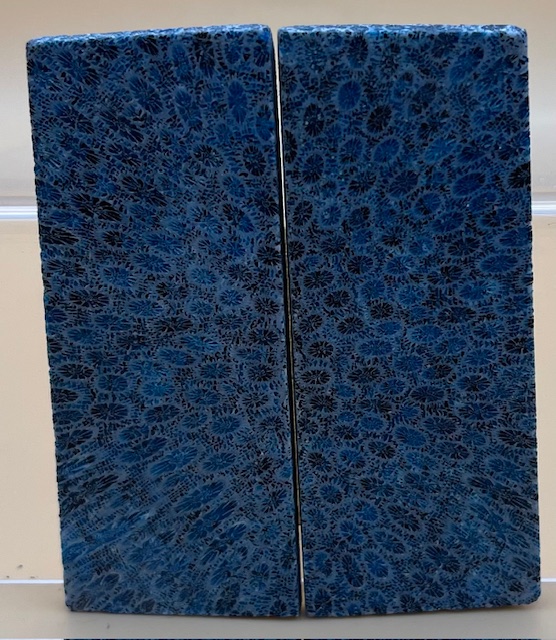 FOSSIL CORAL SCALES               3 X 1-1/8 X 1/8