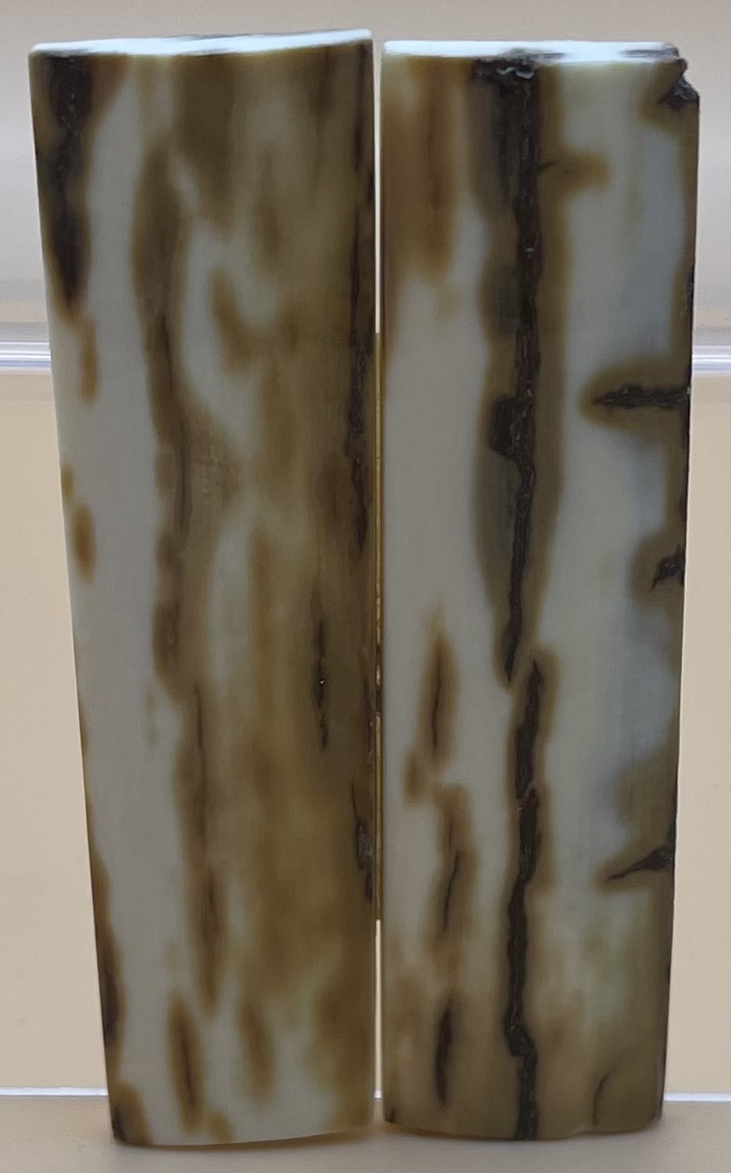  MAMMOTH IVORY SCALES             2-3/4 X 11/16 X 1/16