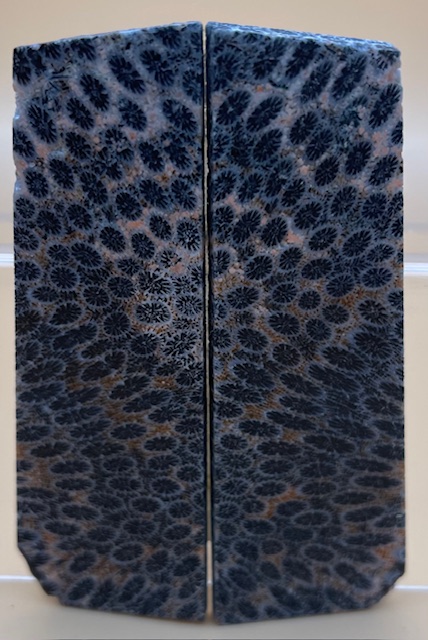 FOSSIL CORAL SCALES               3-1/4 X 7/8 X 1/8