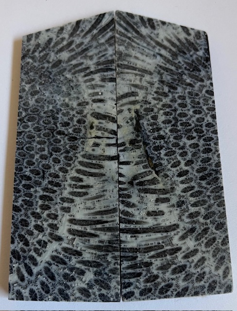 FOSSIL CORAL SCALES               3-3/4 tapers X 1-3/8 X 3/16