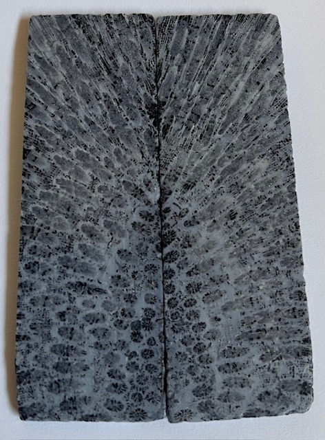FOSSIL CORAL SCALES               3-3/16 X 1-1/16 X 1/8
