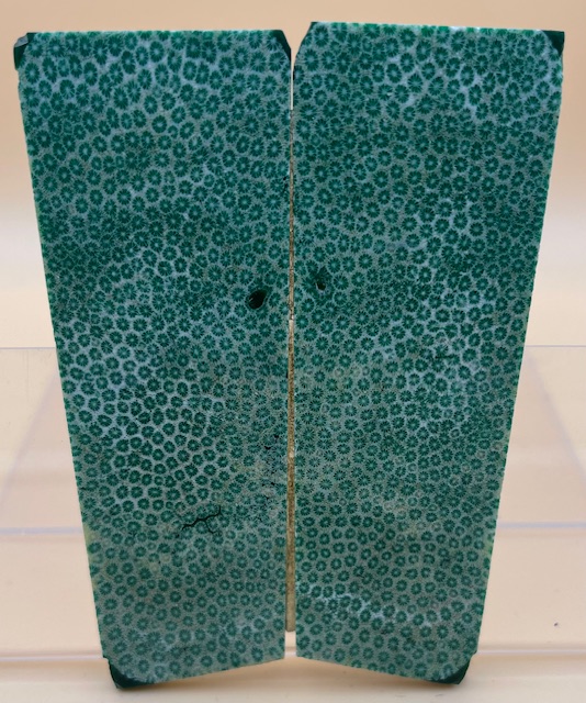 FOSSIL CORAL SCALES               3-3/4 X 1-1/4 X 1/8