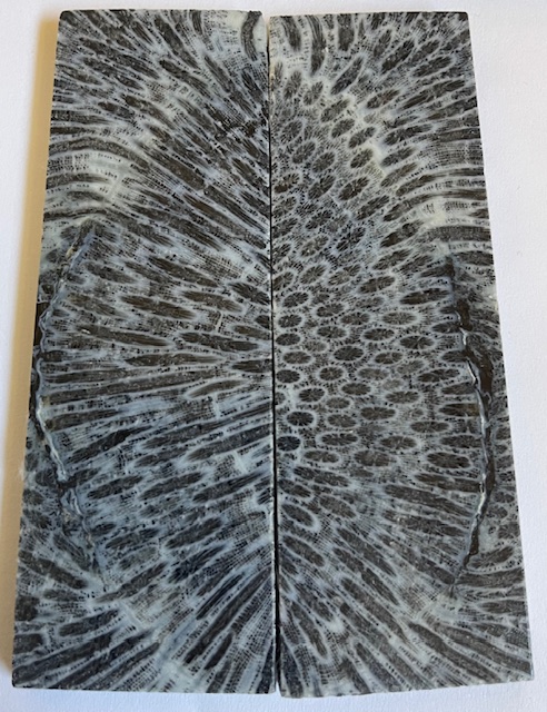 FOSSIL CORAL SCALES               4-3/16 X 1-3/8 X 3/16