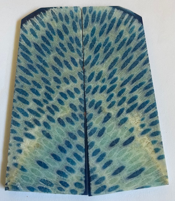 FOSSIL CORAL SCALES               3-7/16 tapers X 1-1/4 X 1/8