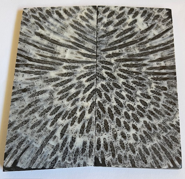 FOSSIL CORAL SCALES               3-1/2 X 1-3/4 X 5/32