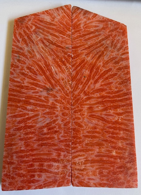 FOSSIL CORAL SCALES               4-1/4 tapers X 1-1/2 X 1/4