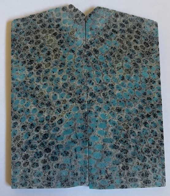 FOSSIL CORAL SCALES               3-3/8 tapers X 1-7/16 X 1/8